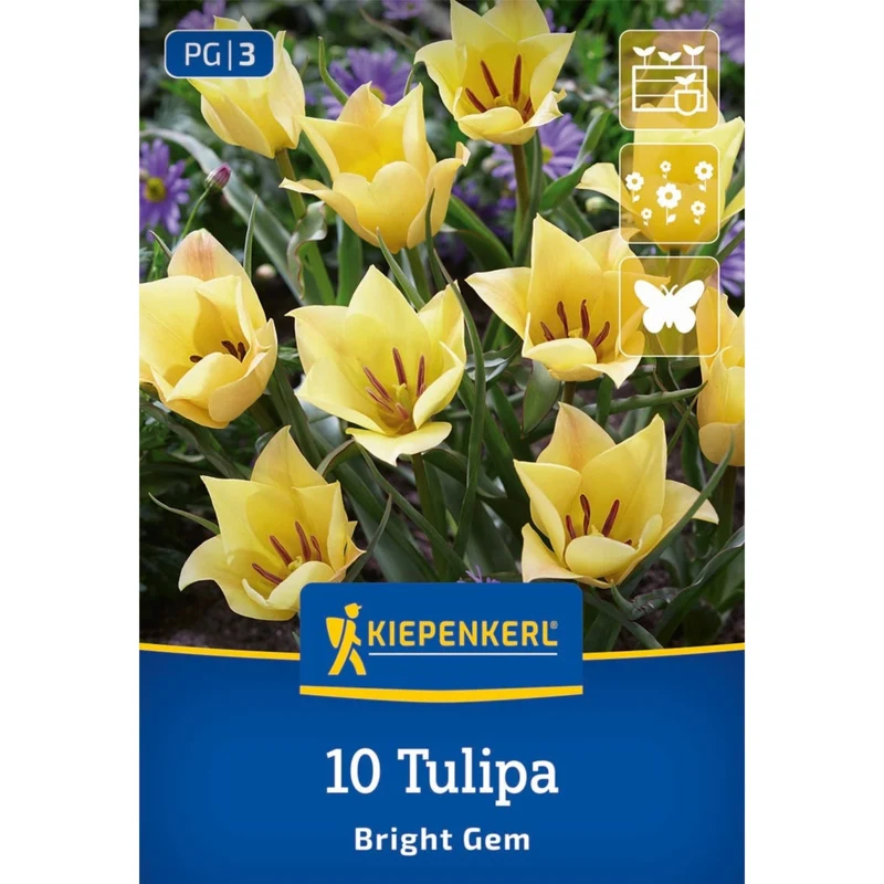 Kiepenkerl Wildtulpe 'Bright Gem'