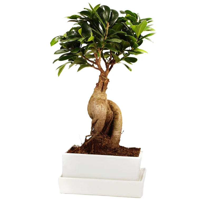 Ginseng-Bonsai im Keramikübertopf mit Wasserspeicher