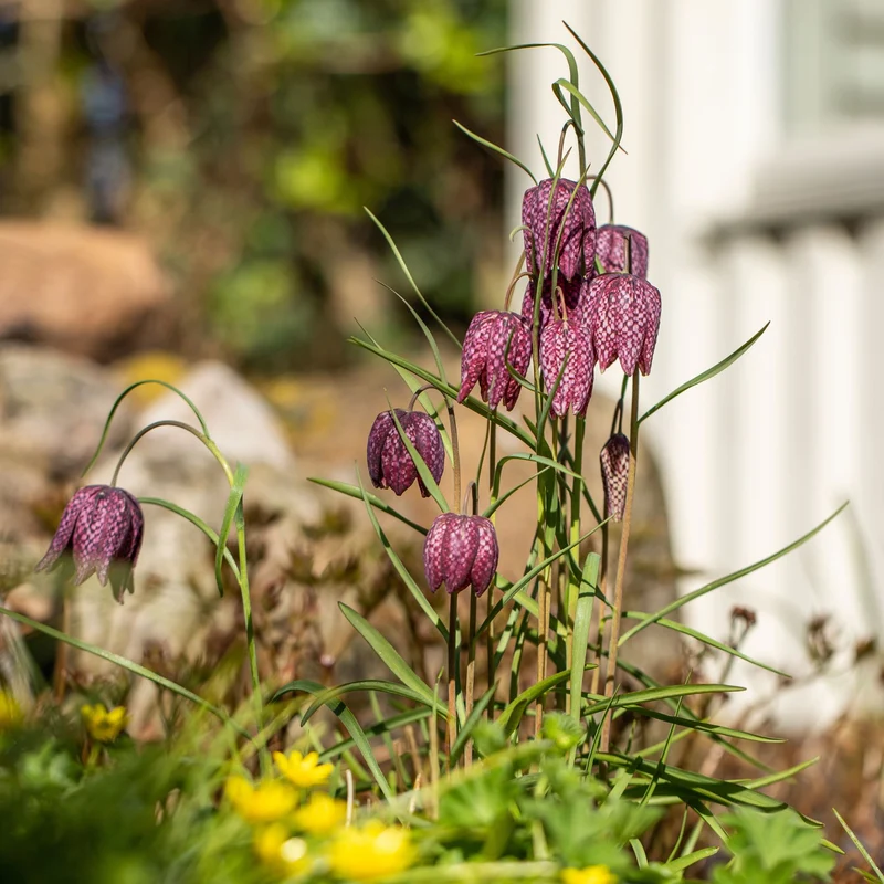 Schachbrettblume
