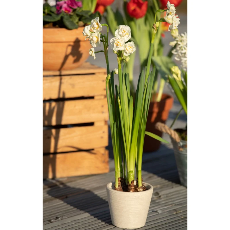 Narzisse 'Bridal Crown'
