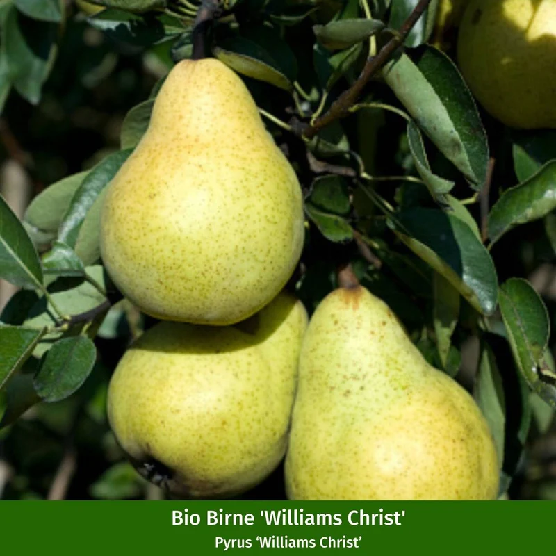 Bio Apfel & Birne, 2 Pflanzen