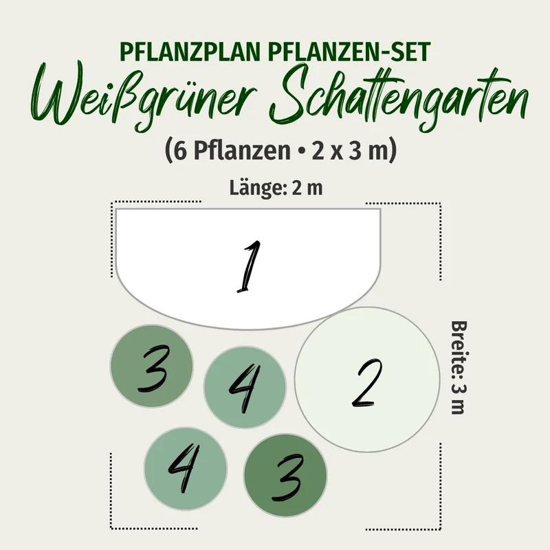 Hortensienbeet “Weißgrüner Schattengarten“, 6 Pflanzen