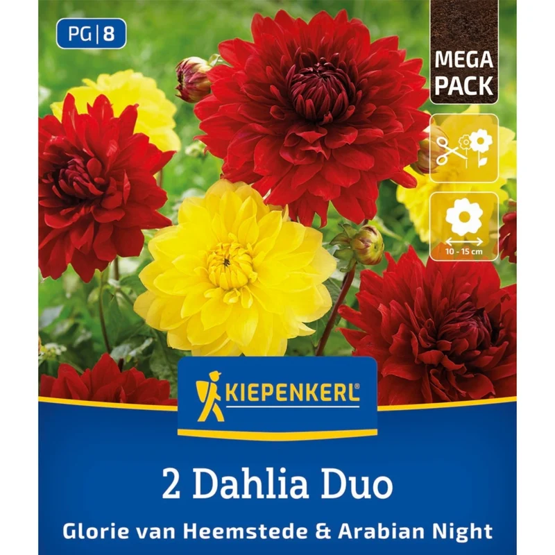 Kiepenkerl Dahlien Duo