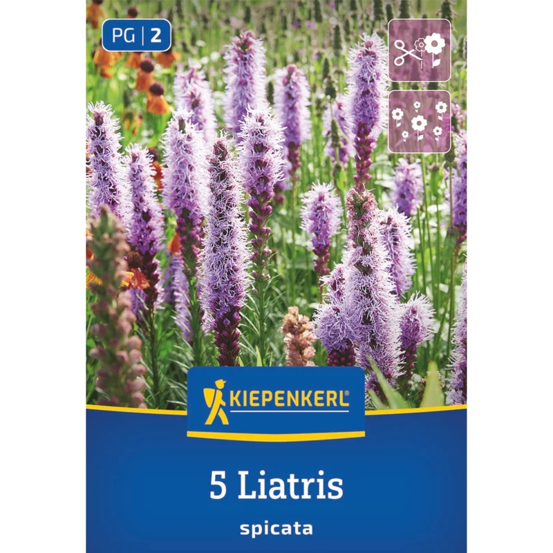 Kiepenkerl Prachtscharte