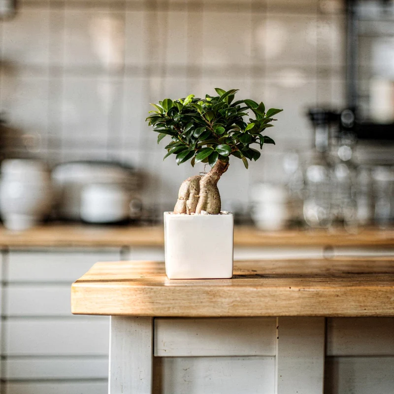 Ginseng-Bonsai im Keramiktopf