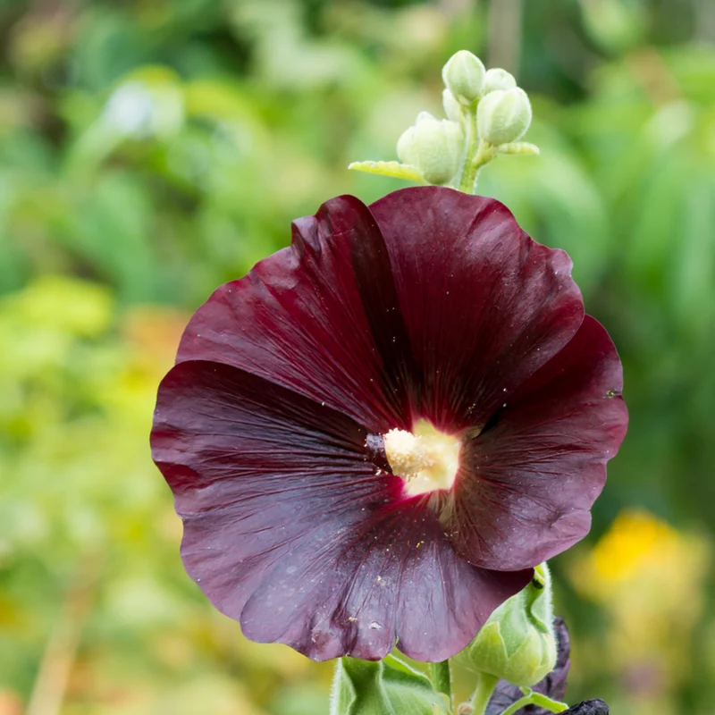 Stockrose 'Nigra'