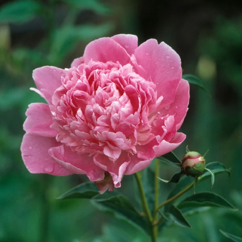 Pfingstrose 'Barbera'