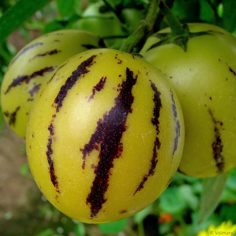 Pepino-Birnenmelone 'Copa®'