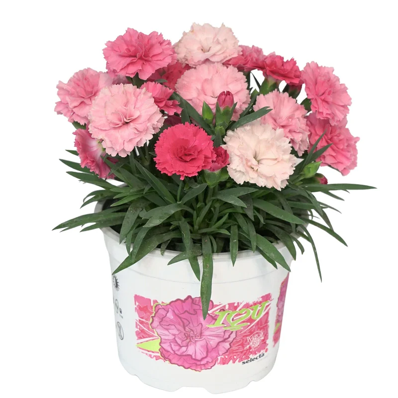 Gartennelke 'I love you®'