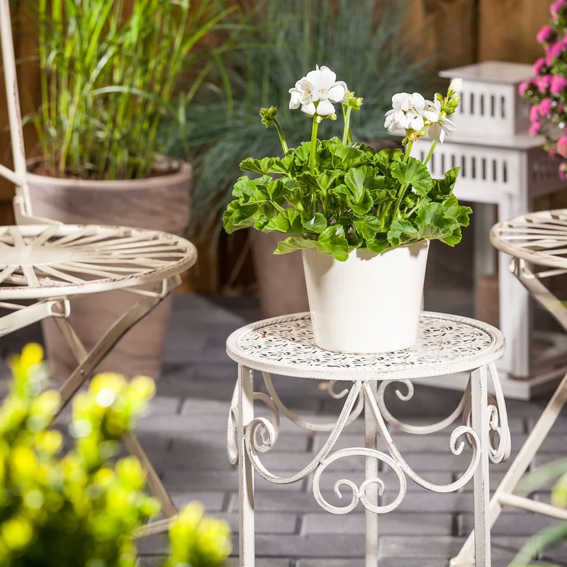 Aufrechte Geranie