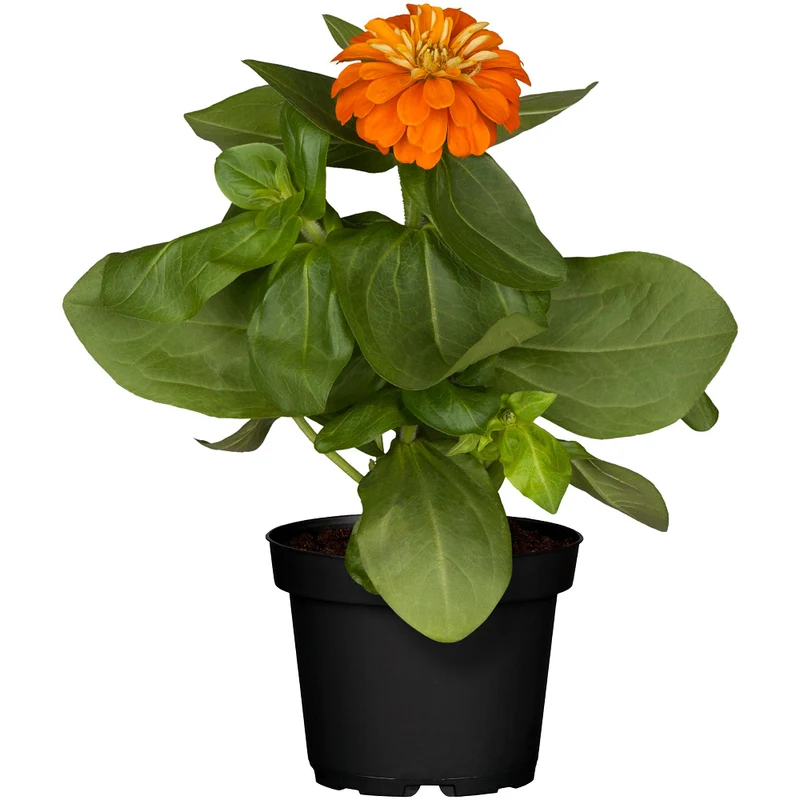 Zinnien