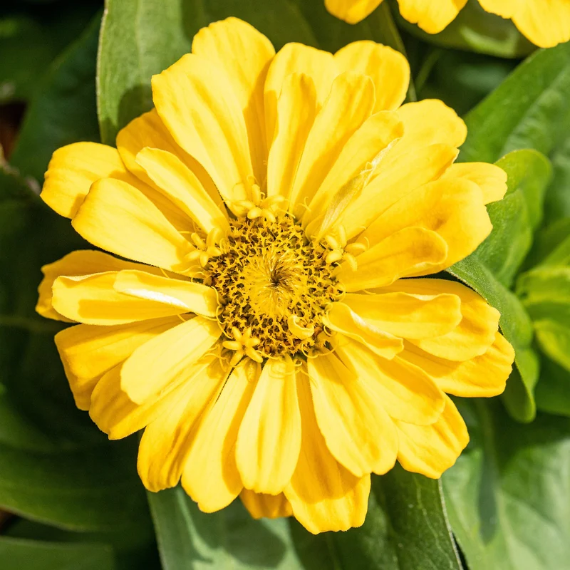 Zinnien
