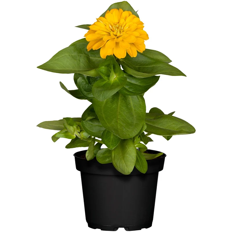 Zinnien