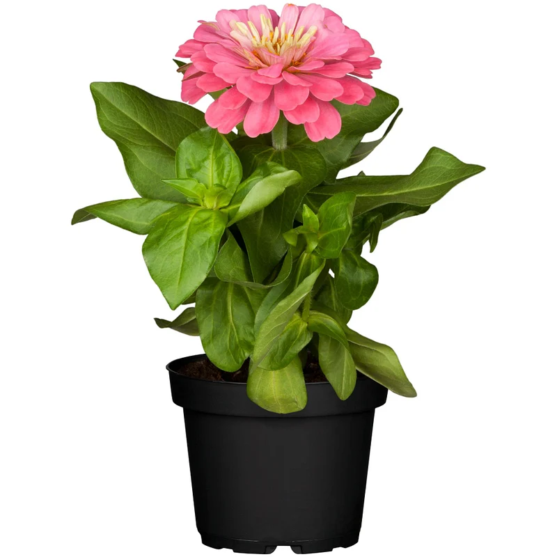 Zinnien