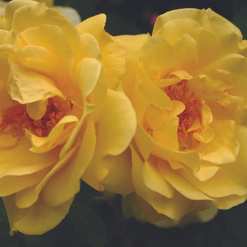 Kletterrose 'Golden Gate®'