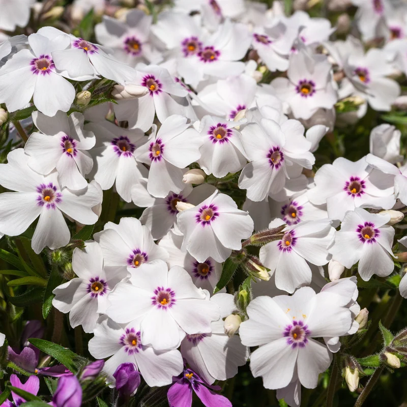 Polster-Phlox 'Coral'