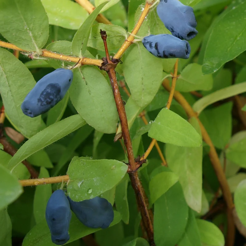 Honigbeere 'Balalaika®'