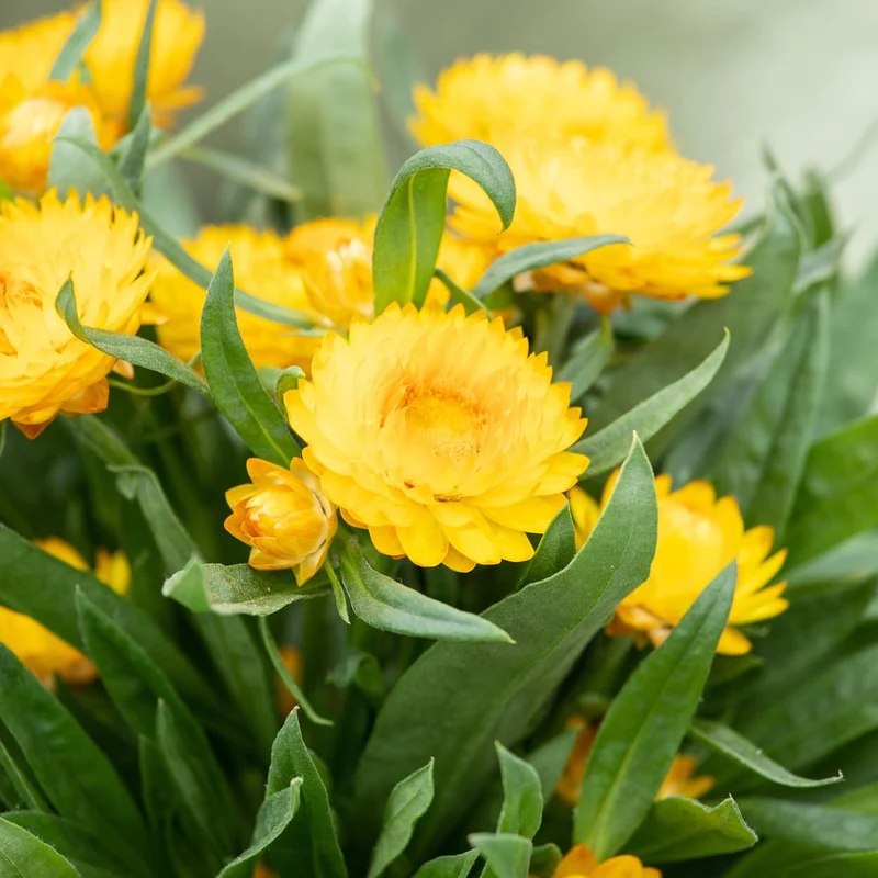 Strohblume