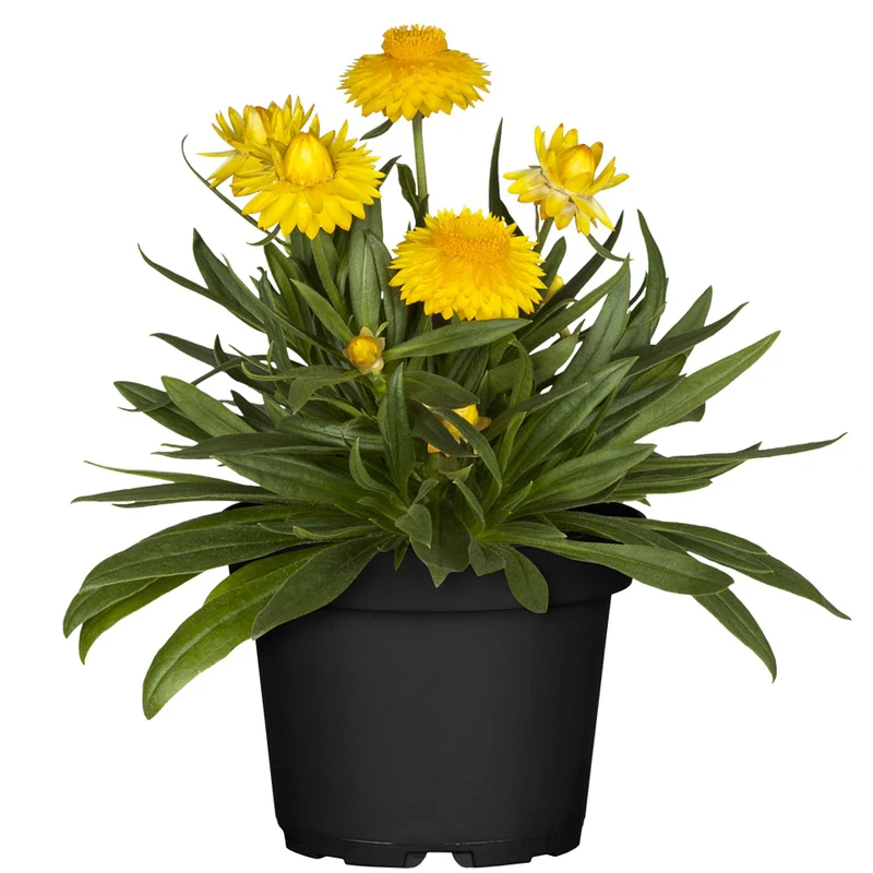 Strohblume