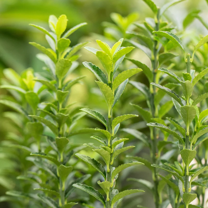 Japanischer Spindelstrauch 'Green Empire®'
