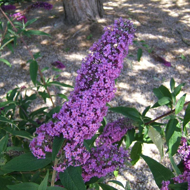 Schmetterlingsflieder 'Rêve de Papillon®'