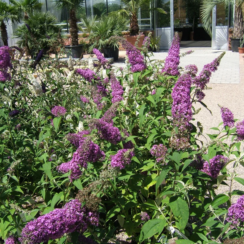 Schmetterlingsflieder 'Rêve de Papillon®'