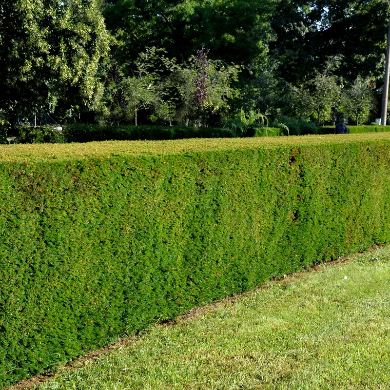 Eibe-Hecke