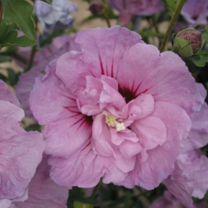 Gartenhibiskus 'Lavender Chiffon'®