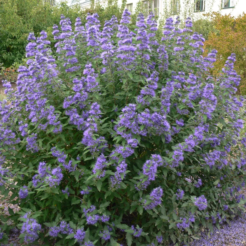 Bartblume 'Blue Balloon®'