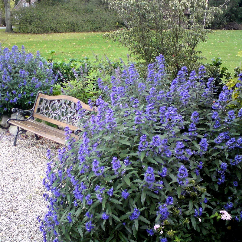 Bartblume 'Blue Balloon®'