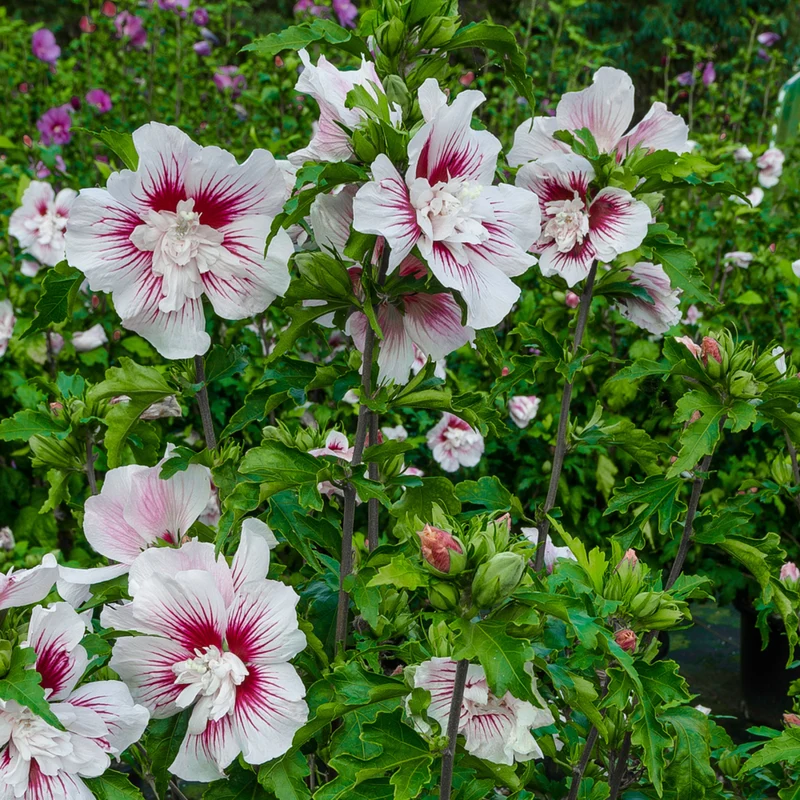 Gartenhibiskus 'Starburst Chiffon®'