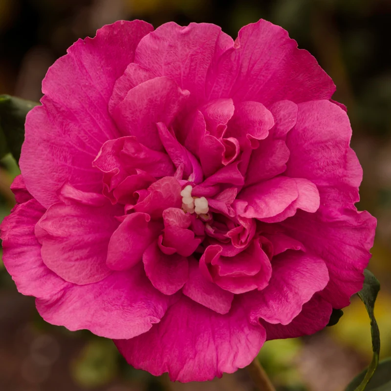 Garten Hibiskus 'Magenta Chiffon®'