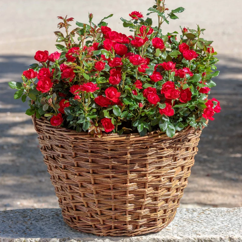 Rose 'Zepeti®'