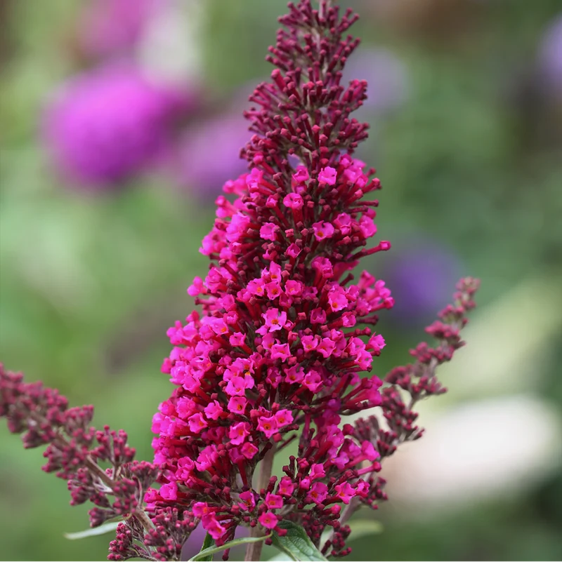 Sommerflieder 'Royal Red'