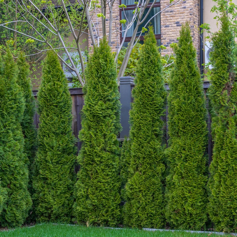 Lebensbaum-Hecke 'Smaragd'