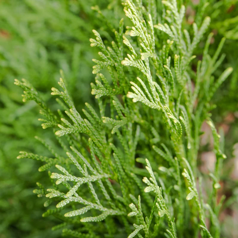 Lebensbaum-Hecke 'Smaragd'