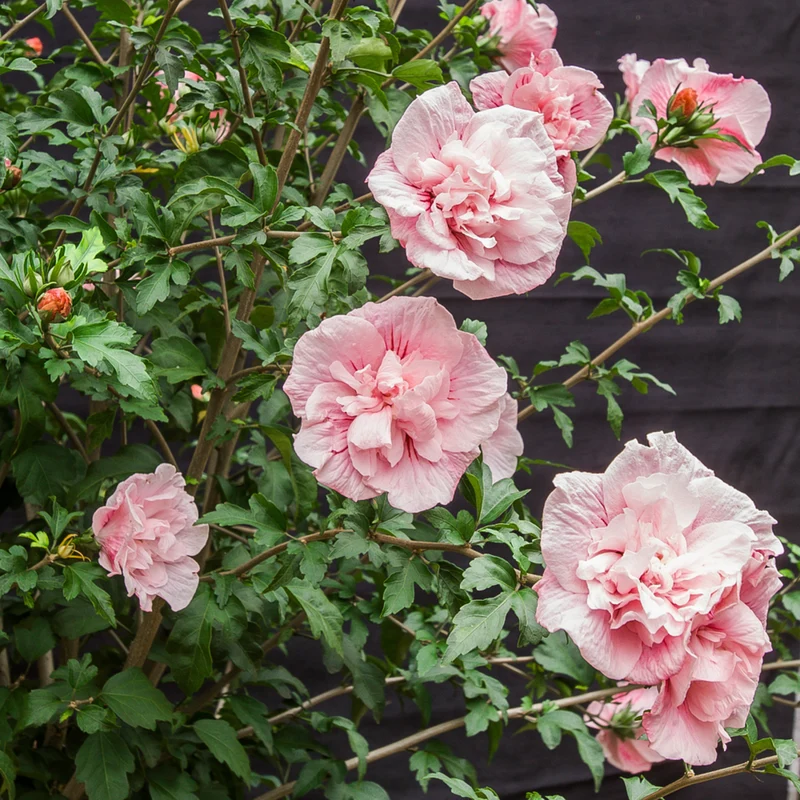 Gartenhibiskus 'Pink Chiffon®'