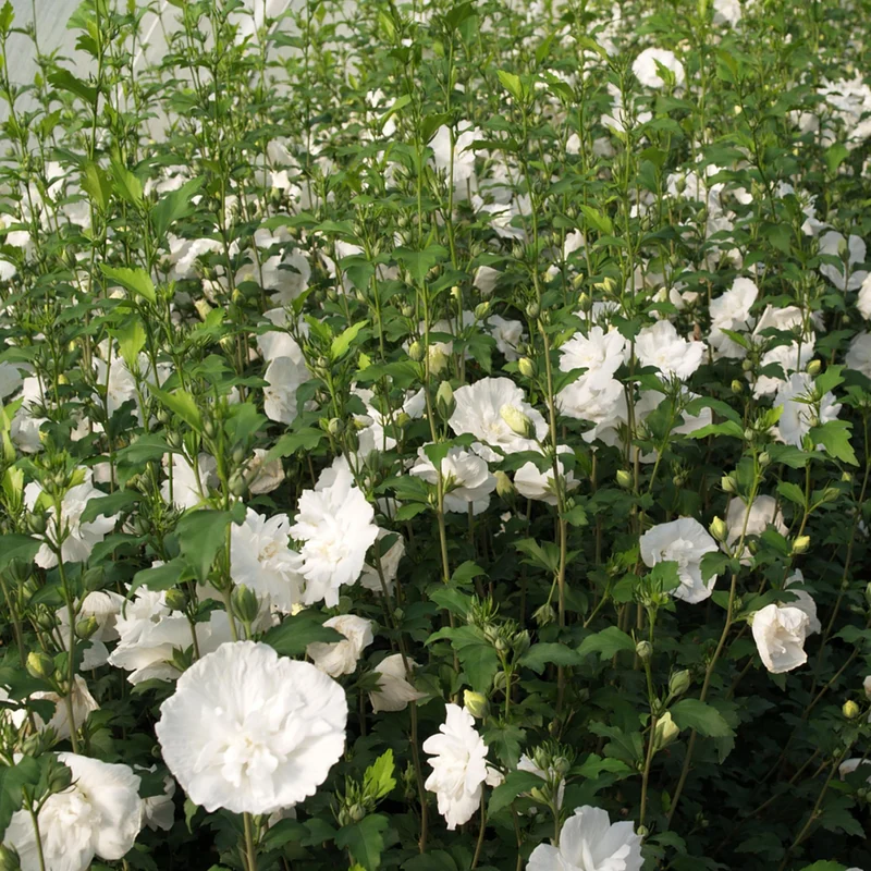 Gartenhibiskus, 3 Pflanzen