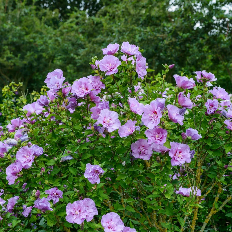 Gartenhibiskus, 3 Pflanzen