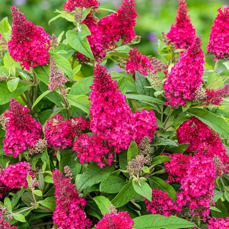 Zwerg-Sommerflieder 'Butterfly Candy®'