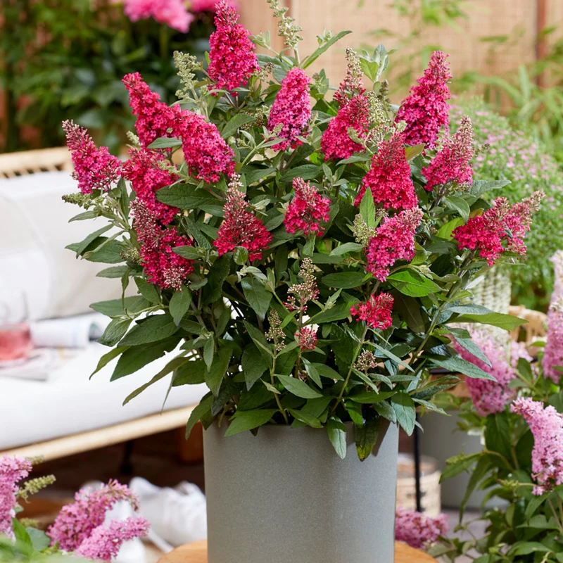 Zwerg-Sommerflieder 'Butterfly Candy®'