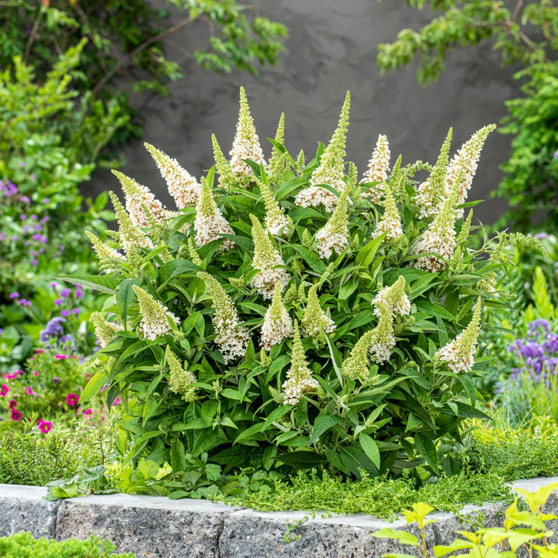 Zwerg-Sommerflieder 'Butterfly Candy®'