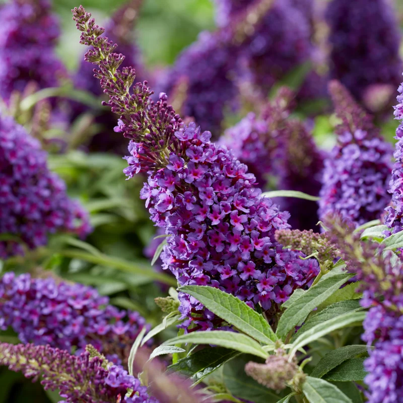Zwerg-Sommerflieder 'Butterfly Candy®'