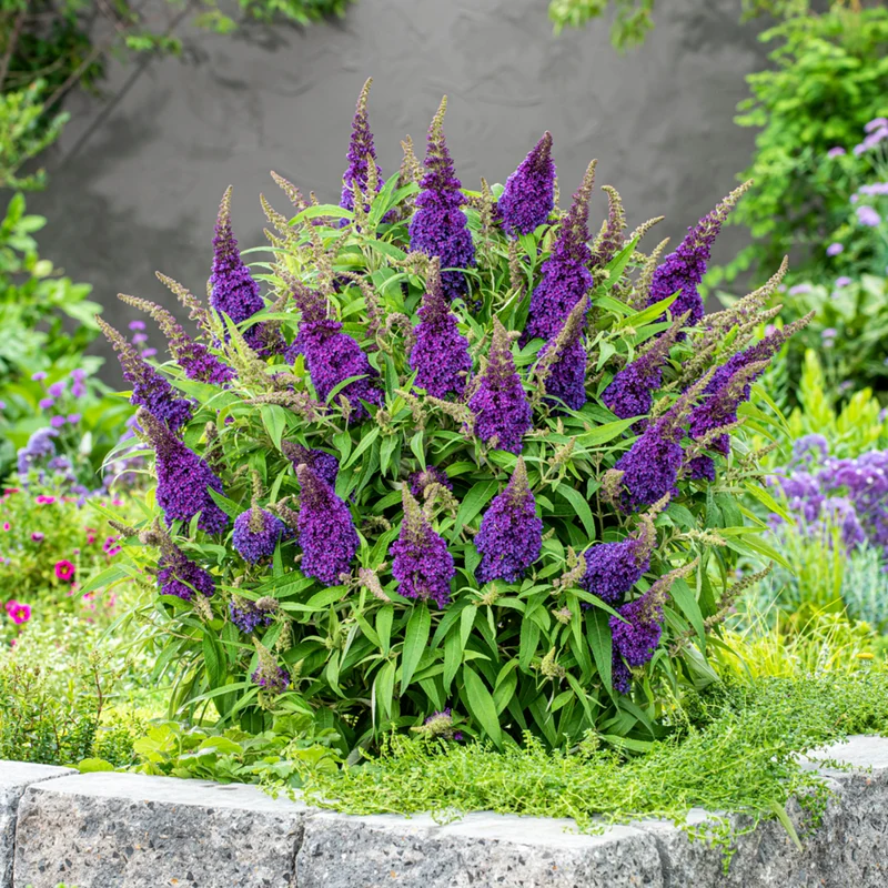 Zwerg-Sommerflieder 'Butterfly Candy®'