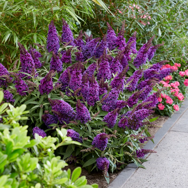 Zwerg-Sommerflieder 'Butterfly Candy®'