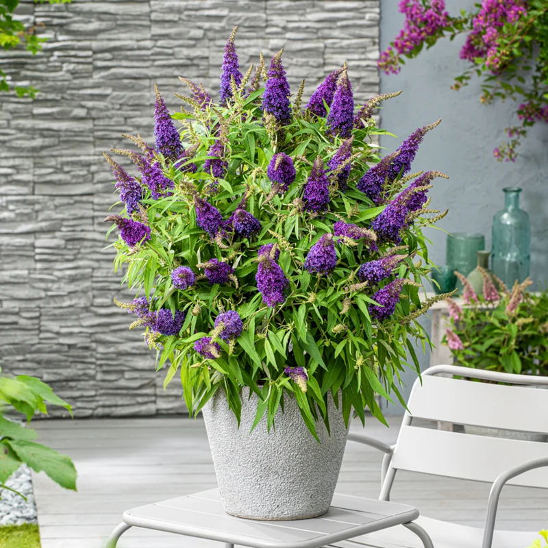 Zwerg-Sommerflieder 'Butterfly Candy®'