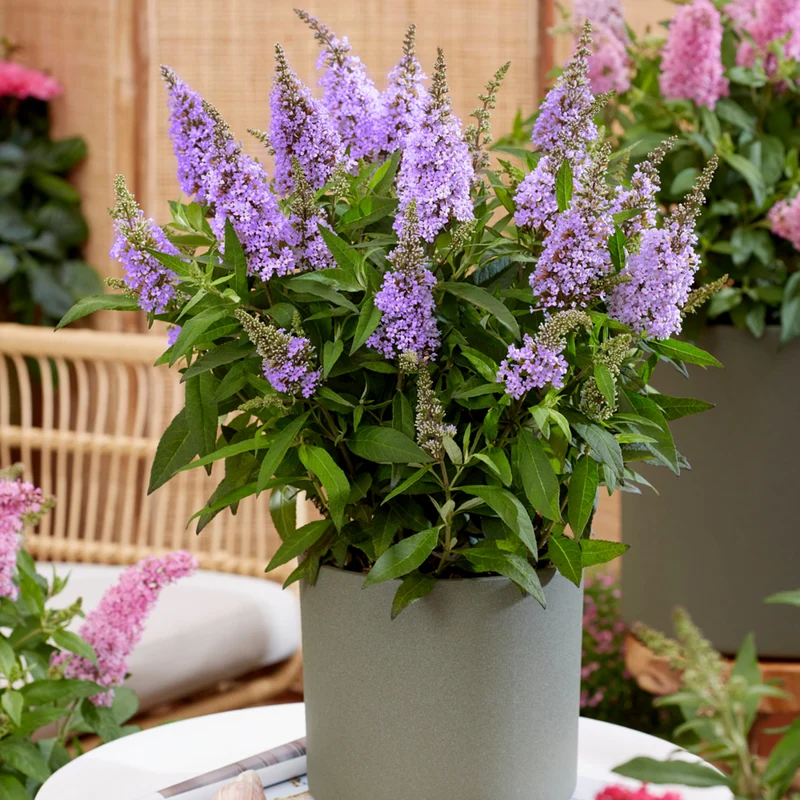 Zwerg-Sommerflieder 'Butterfly Candy®'