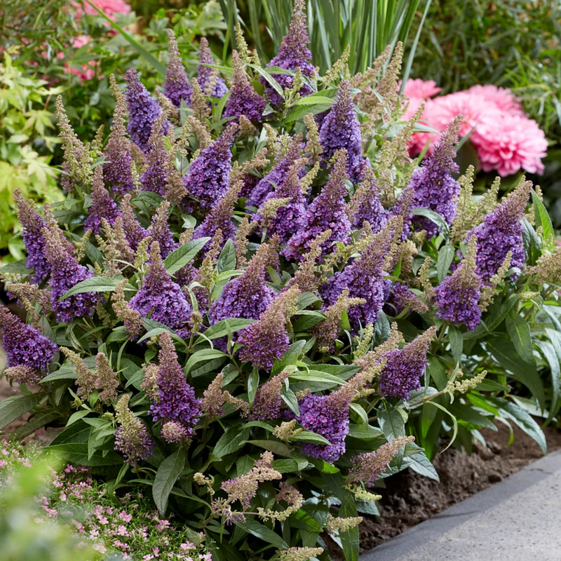 Zwerg-Sommerflieder 'Butterfly Candy®'