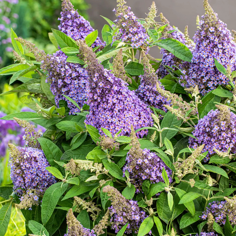 Zwerg-Sommerflieder 'Butterfly Candy®'