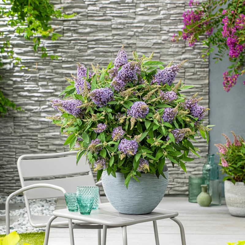 Zwerg-Sommerflieder 'Butterfly Candy®'